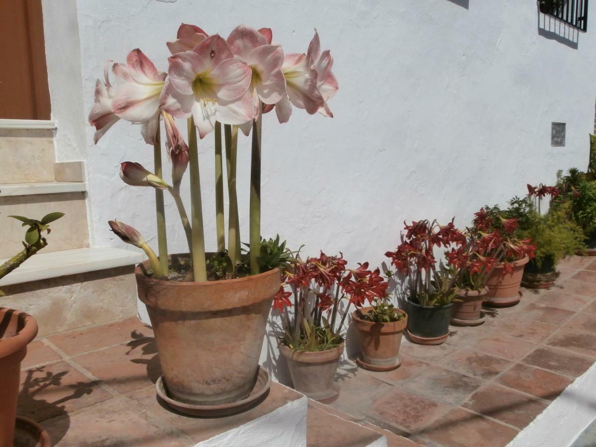 Casa Alta B&B Torrox Exterior photo